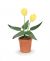 Timeless Minis Pot With Yellow Tulips 0.5 X 1.625 Inches